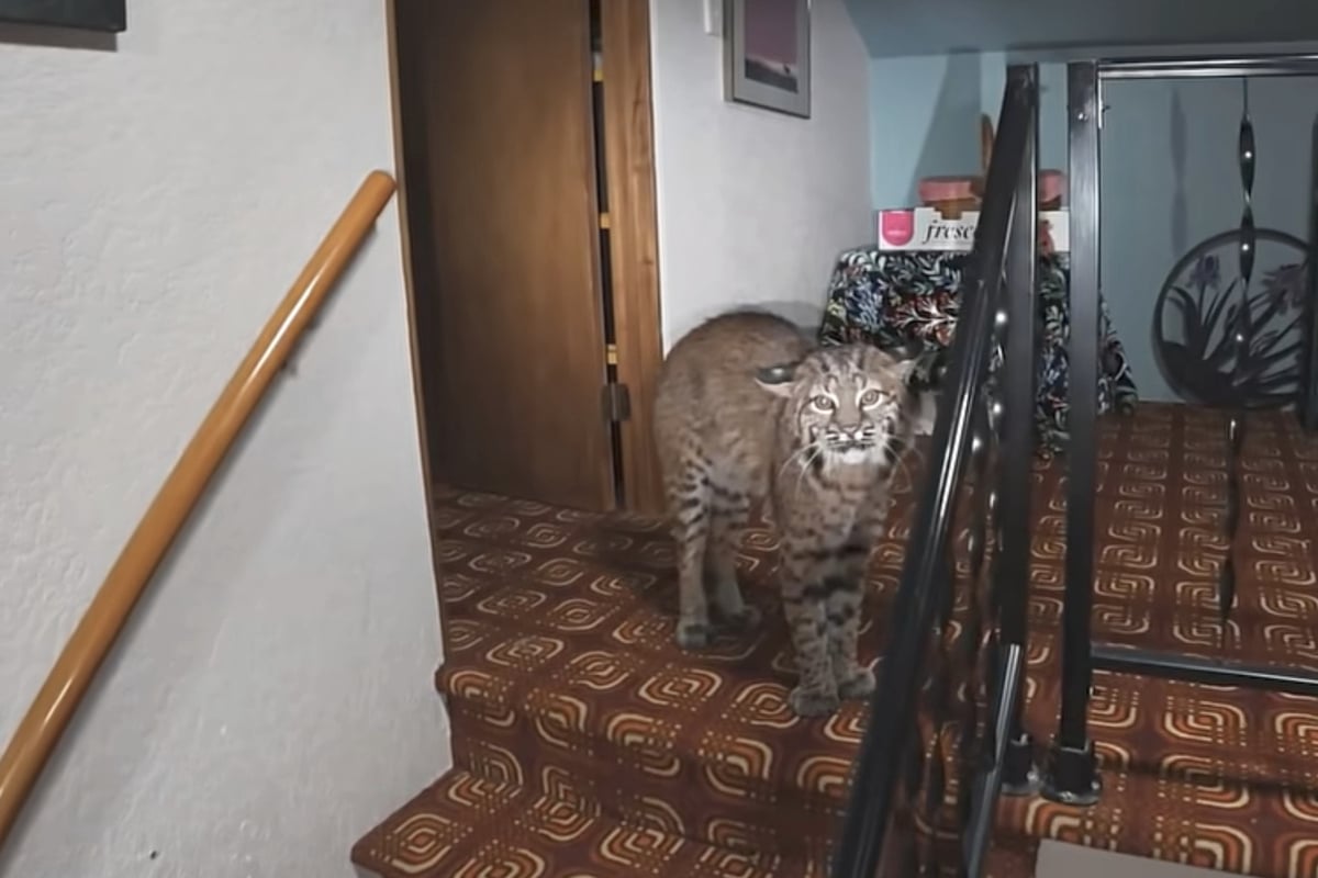 Homeowner thinks someone is breaking in – then the animal suspect is revealed!