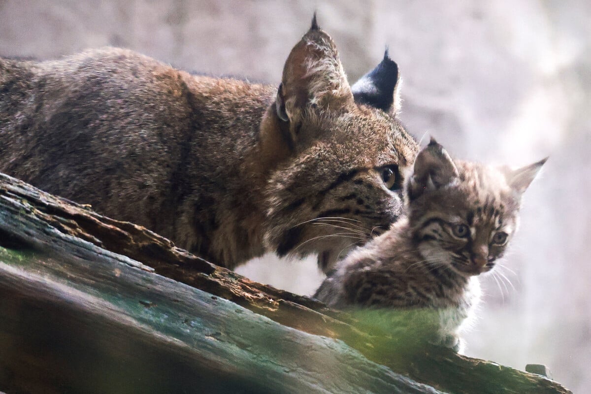 These animals are showing their silly side in the wild, but only one can win!
