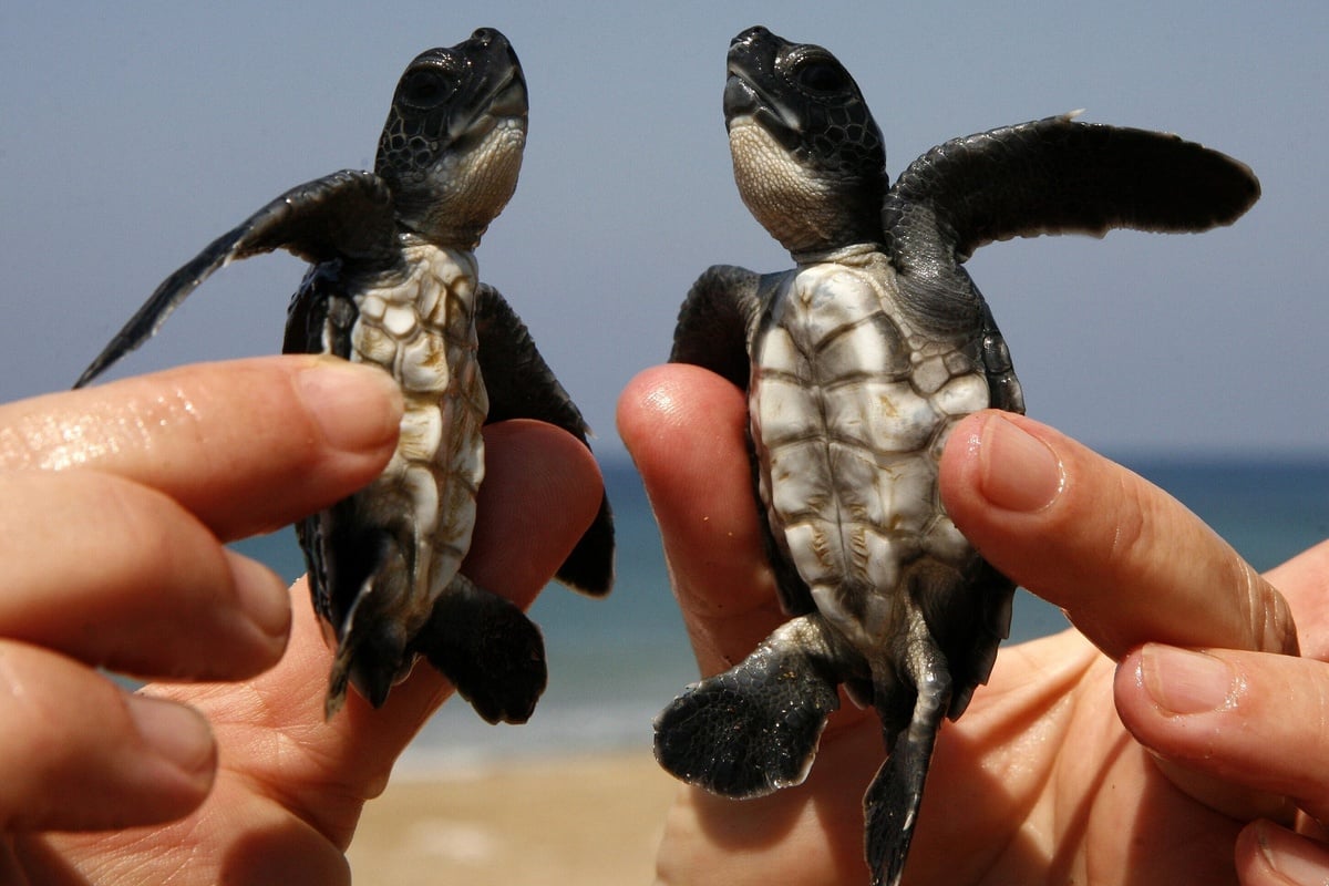 Dozens of baby turtles die on Florida coast: "I have never seen that many hatchlings dead"