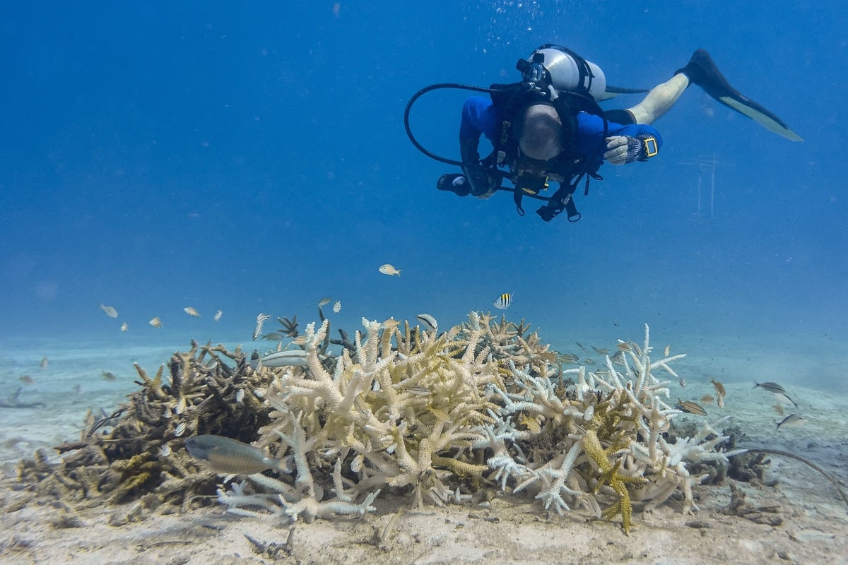 Florida scientists are hunting for heat-resistant coral as oceans heat up