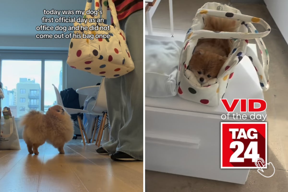 Viral Video of the Day for October 1, 2026: Pomeranian's first day as an office dog has him staying in his comfort zone