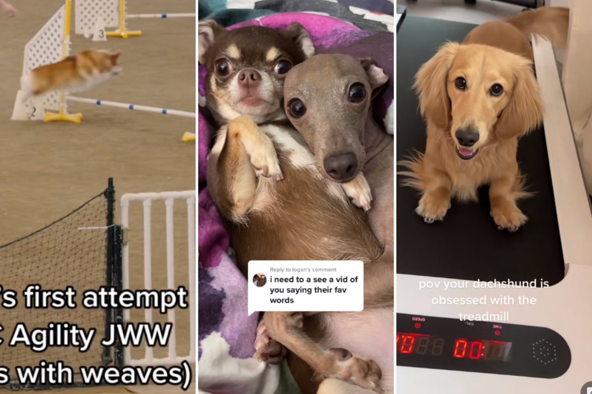 Most laugh-out-loud dog videos on TikTok this week
