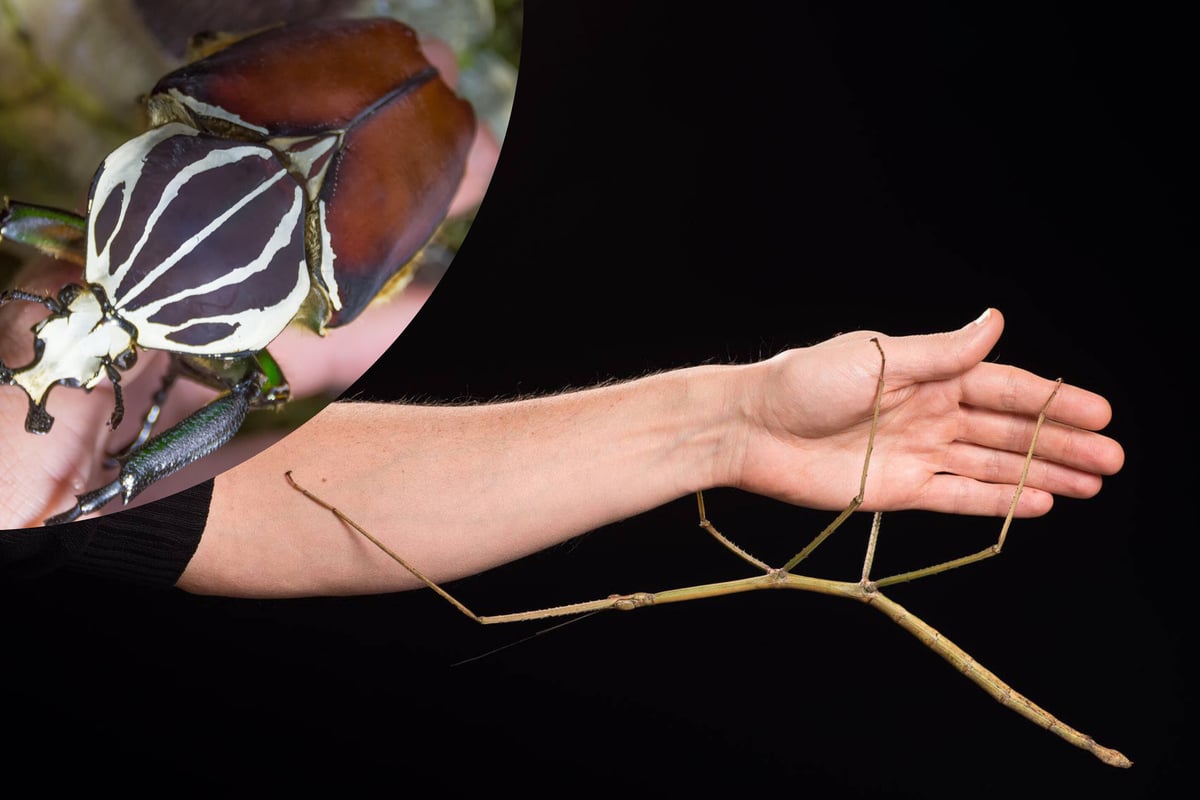 What is the world's largest insect?