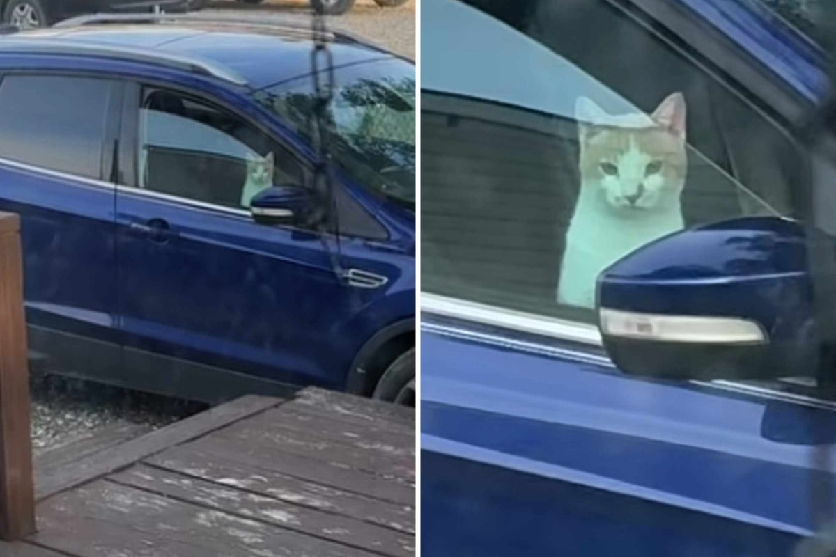 Cat intruder "hijacks" a man's car over and over – but this animal-lover doesn't seem to mind!