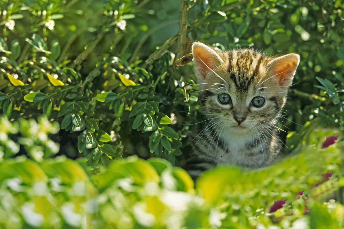 Cat anxiety: Symptoms, treatment, and separation anxiety