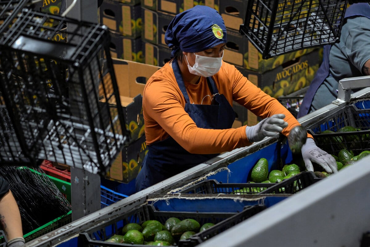 Avocado imports from Mexican state halted after "threat against US interests"