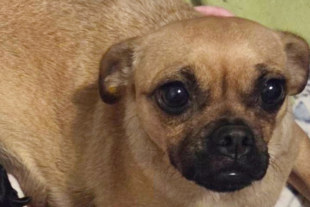 Dog births healthy puppies, but their unexpected appearance shocks rescuers: "She has 2 little cows"