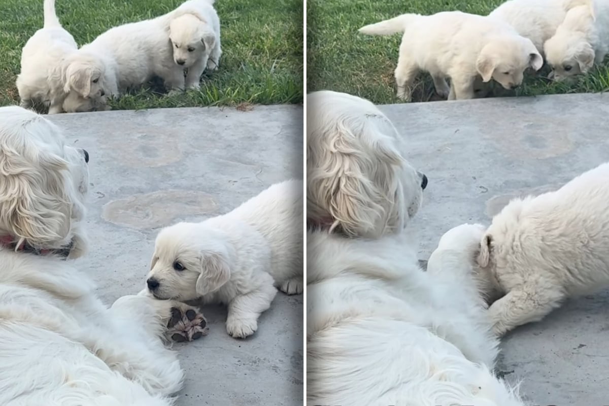 Old dog has hysterical reaction to eager Golden Retriever puppy asking to play!