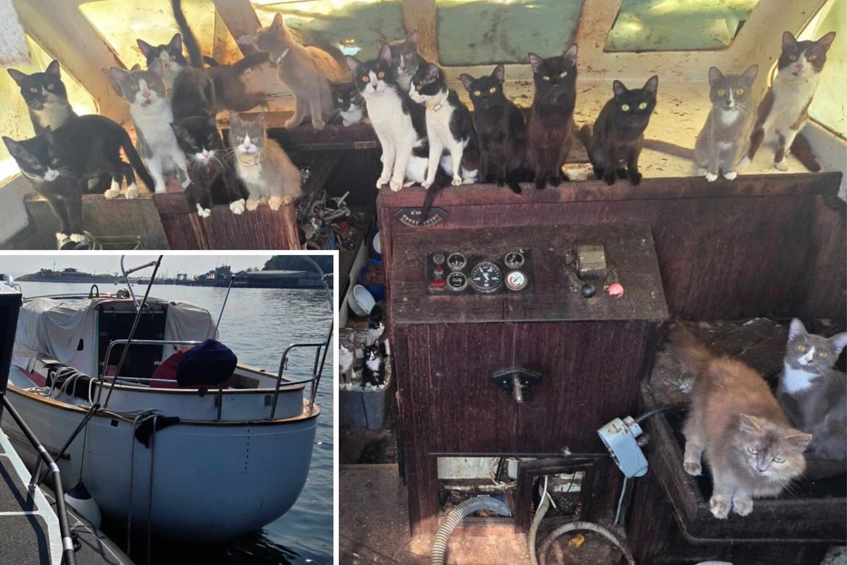 Army of cats and kittens found swarming abandoned yacht in "unexpected" police encounter