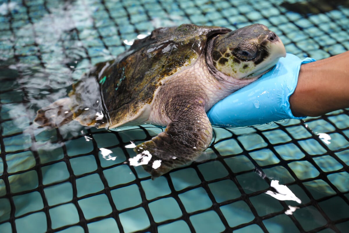 More than 150 cold-stunned sea turtles rescued on the East Coast
