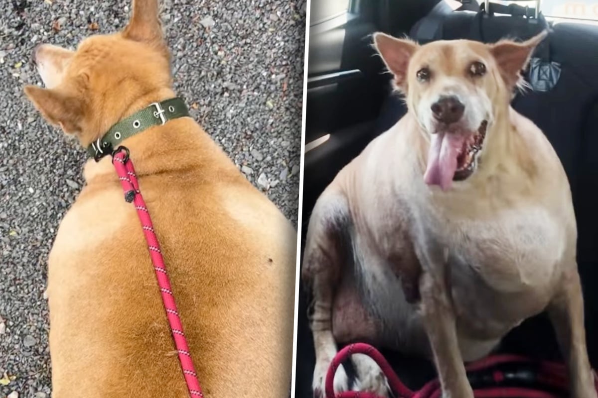 Morbidly obese stray dog goes viral for touching weight loss journey: "People were literally killing her with kindness"