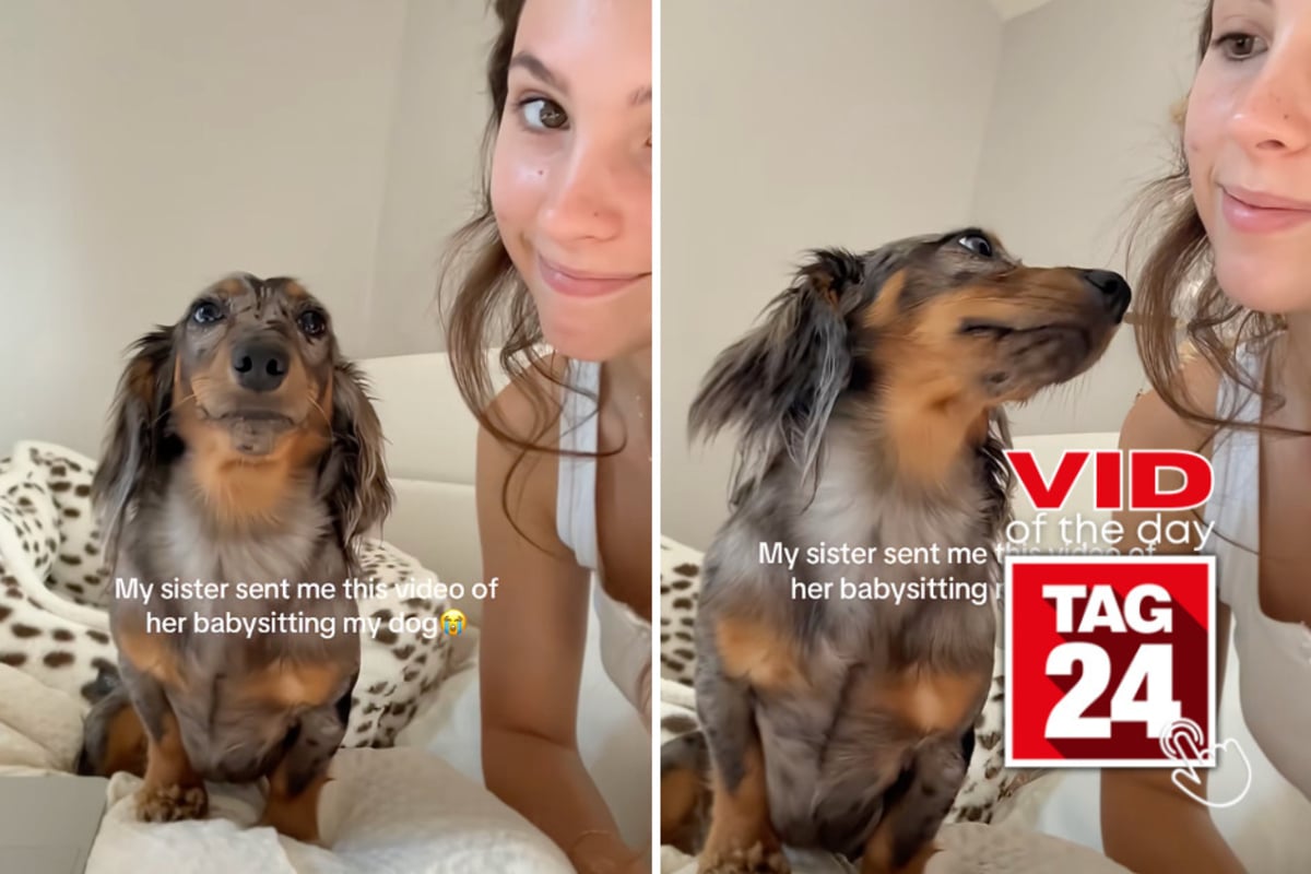 Viral Video of the Day for September 19, 2026: Dachshund has no idea what to do with babysitter