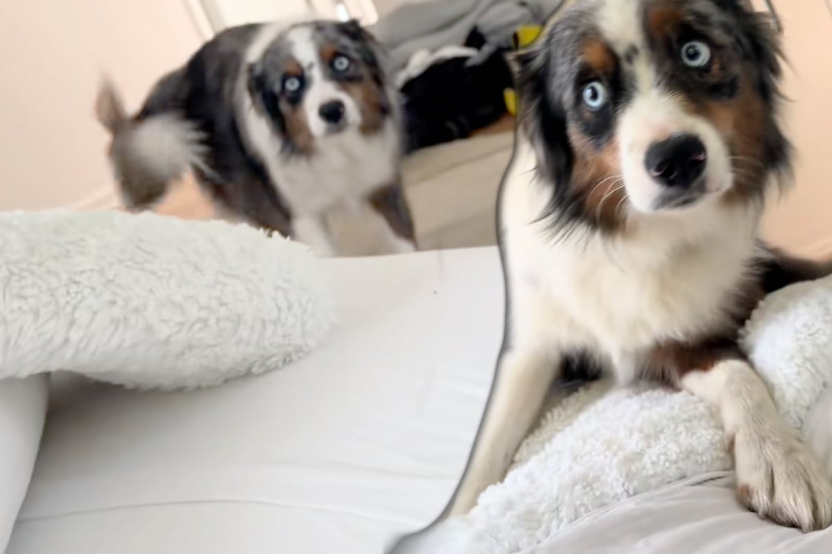 Australian Shepherd dog completely freaks out after owner gets a new look!