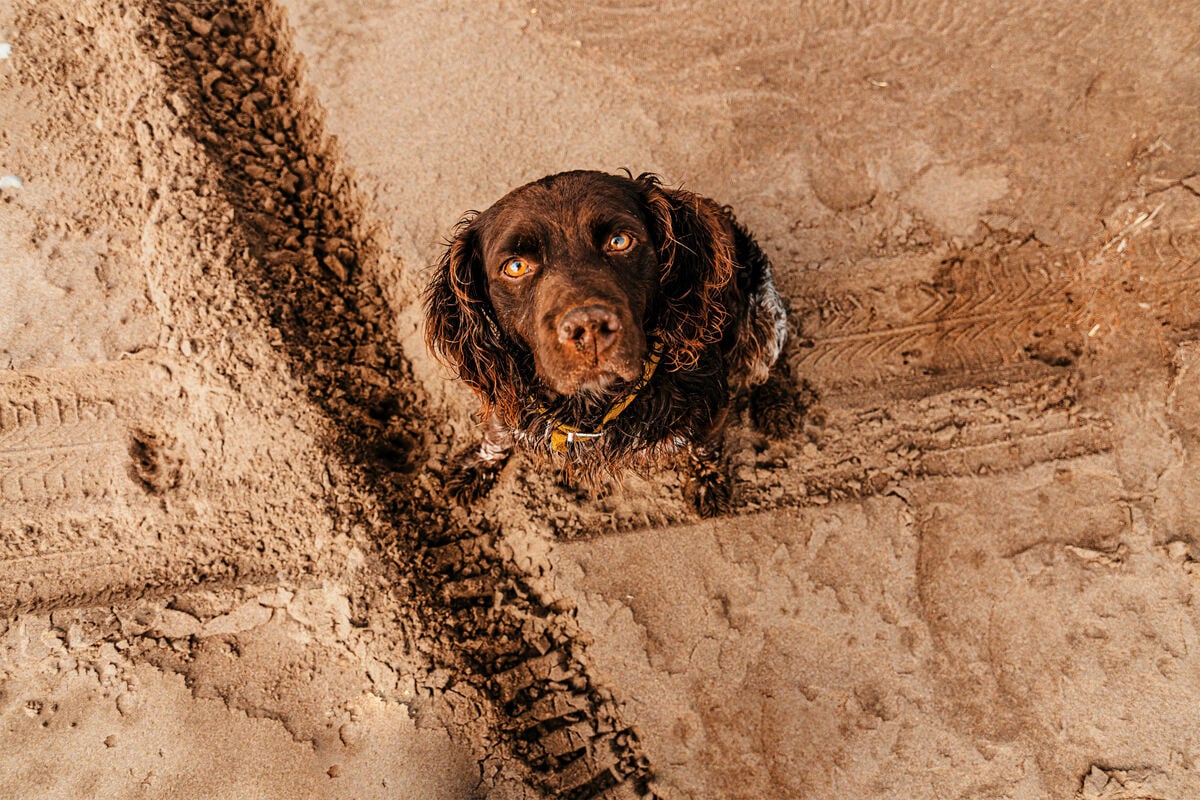Why does my dog stare at me?