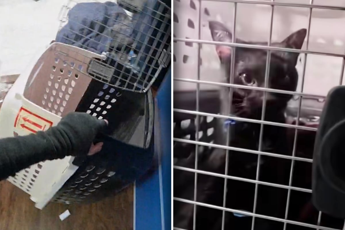 Cat disappears from home for several days – and rescuers can't believe where she turns up 