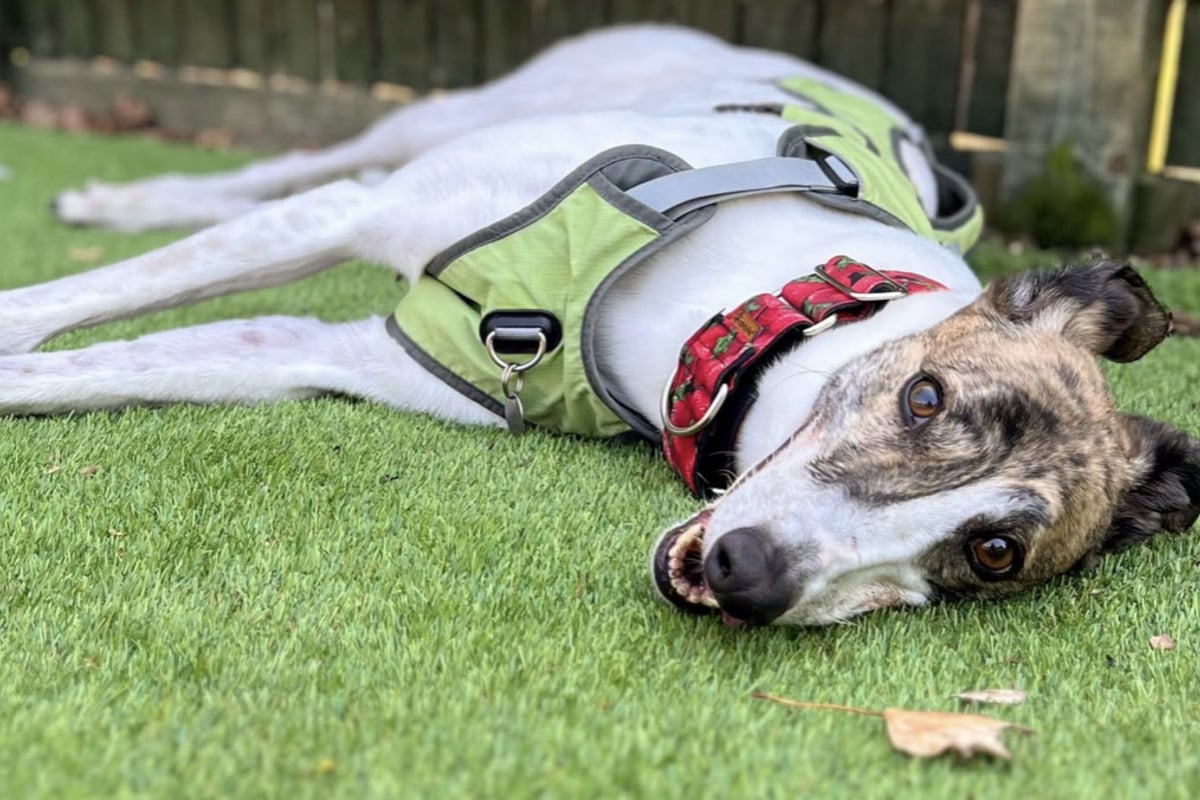 "Loneliest dog" finally gets his happy ending after more than 500 days at the shelter!