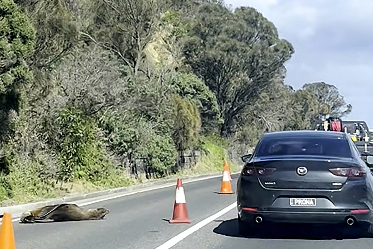 Slumbering seal diverts traffic in Australian seaside town: "You don't know where he will pop up next"
