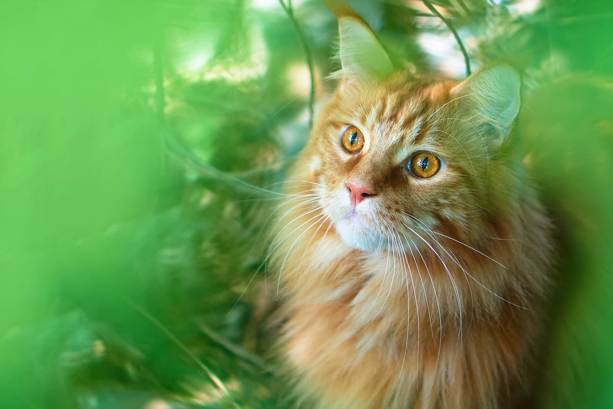 Big house cats: What are the biggest cat breeds?