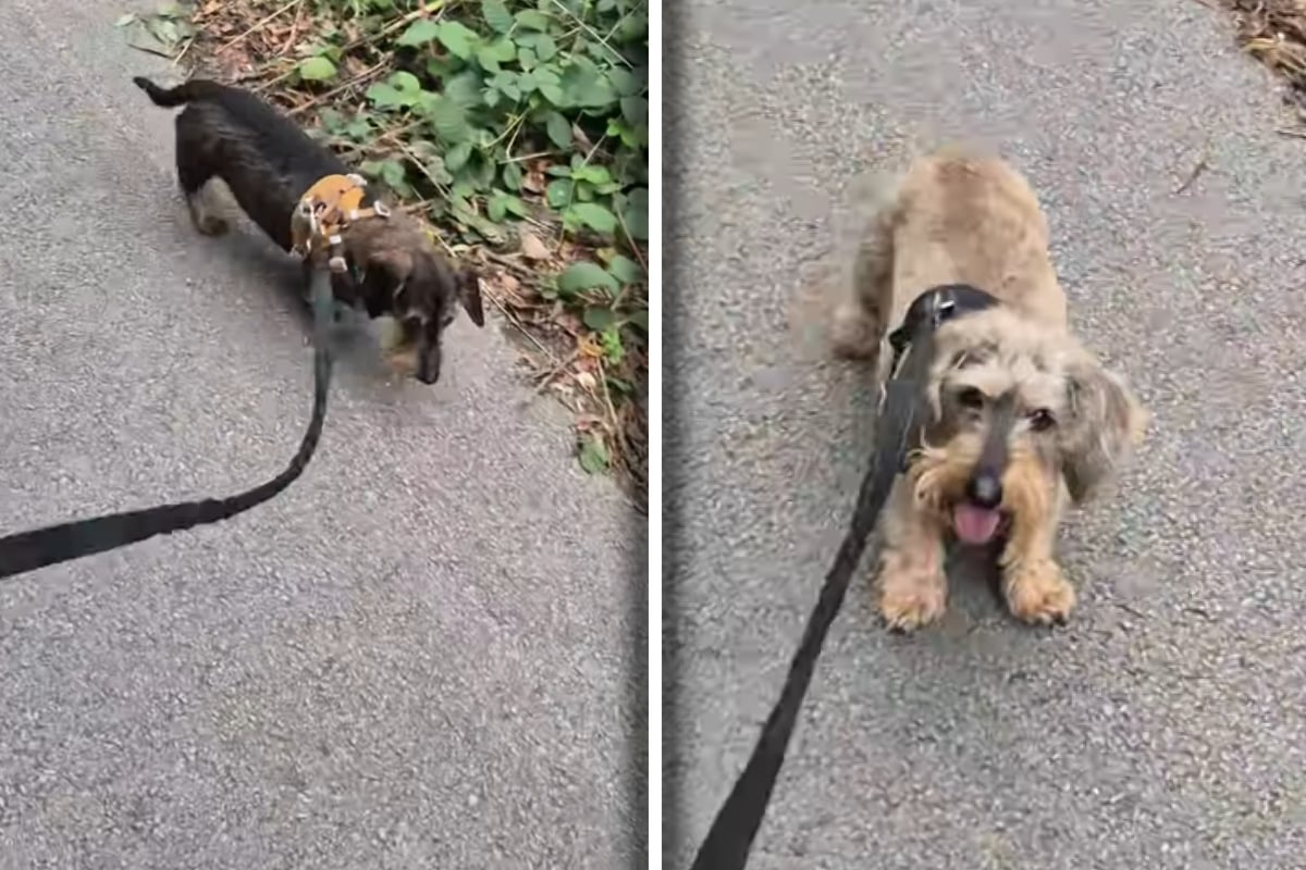 These small canine companions are a hoot and a half when it's walk time! 