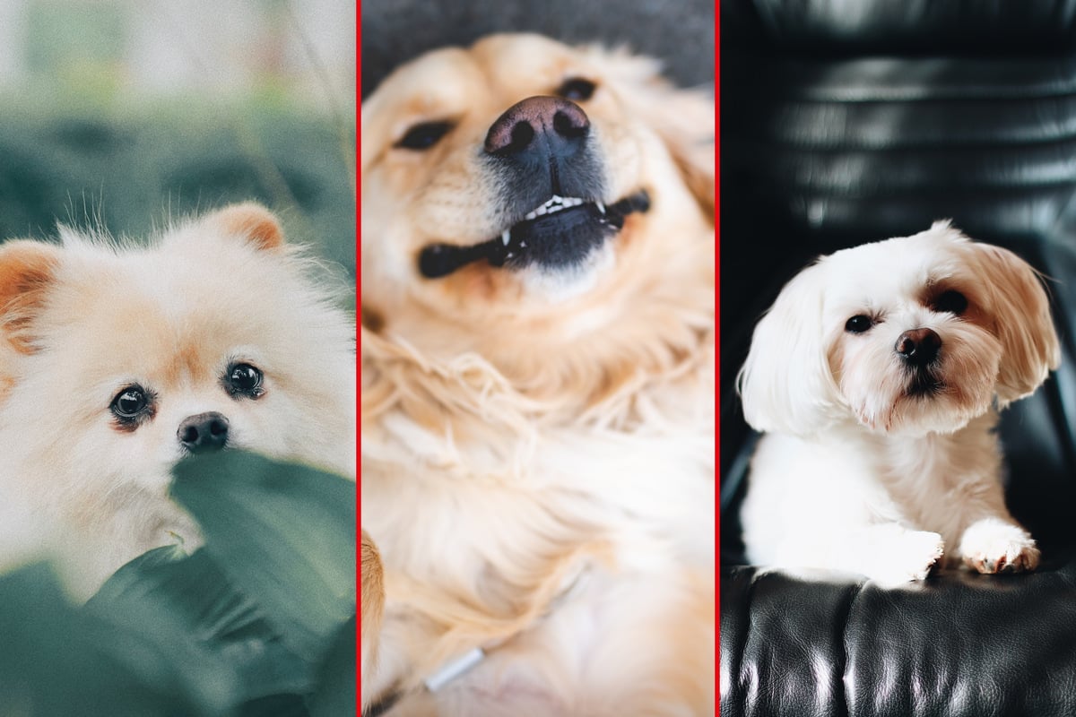 Beginner dog breeds: Best dogs for first time owners