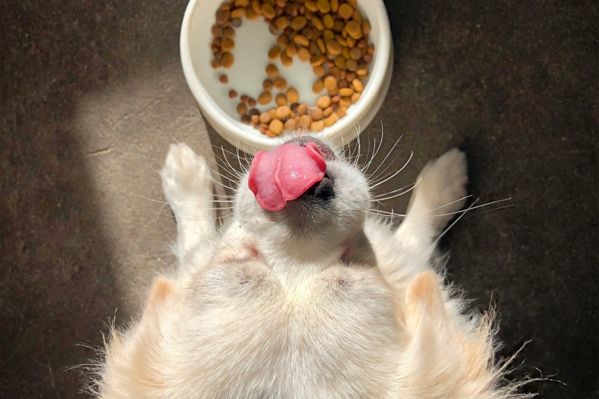 What foods are toxic to dogs?