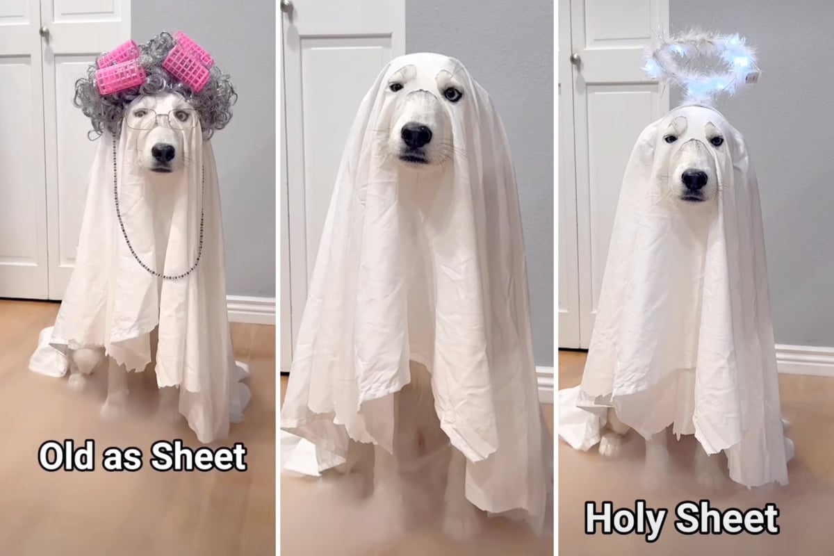 Dog owner wins Halloween with hilarious costume ideas: "Sheet you can be this Halloween"