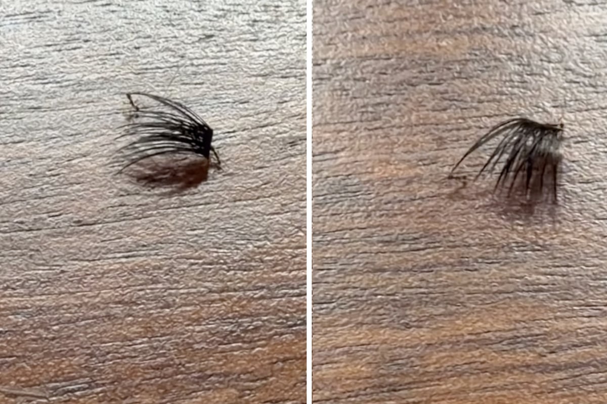 Giant spider horrifies vacation-goers! But when they take a second look, they break into laughter