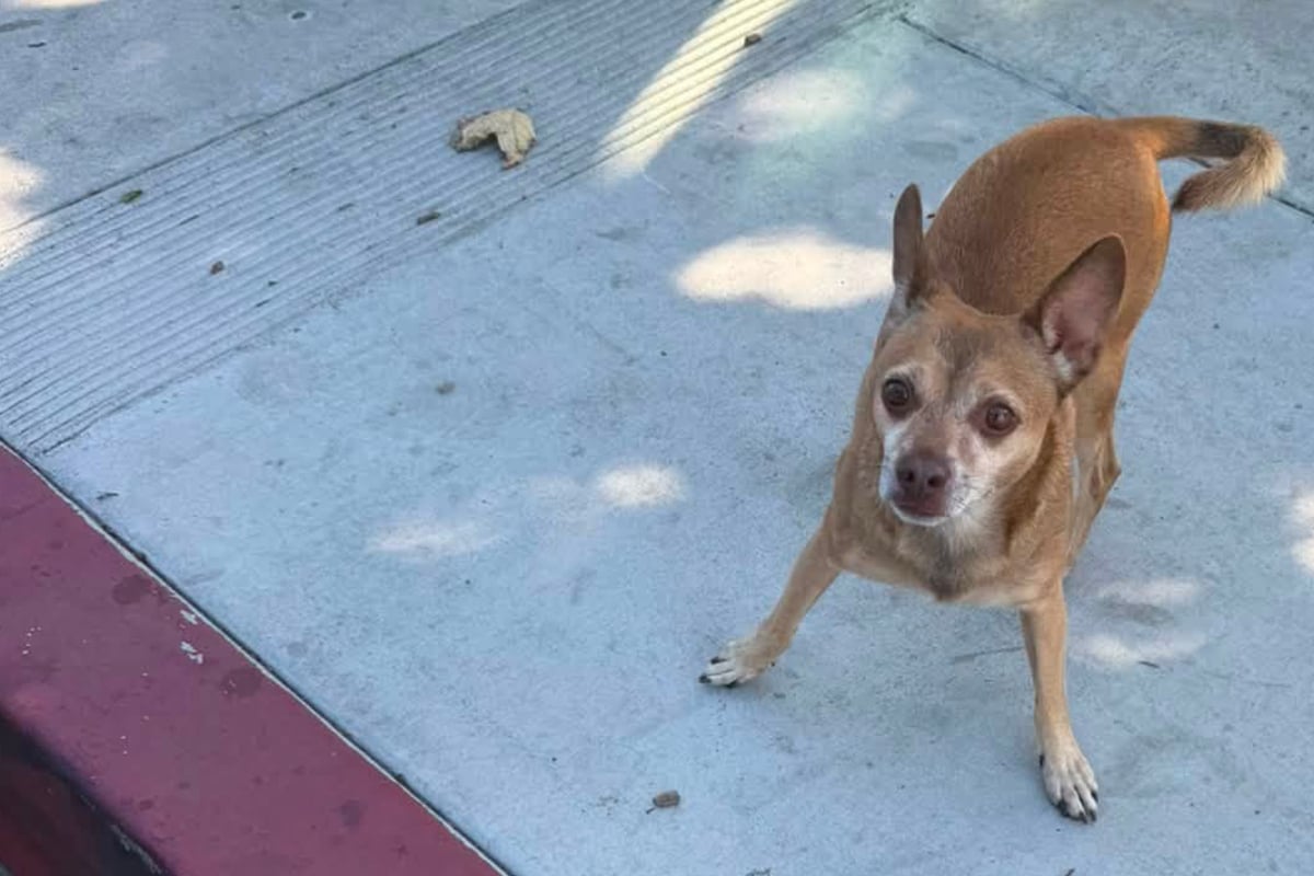 Wandering lone dog stuns woman when she tries to rescue it: "Cannot believe this little boy survived"
