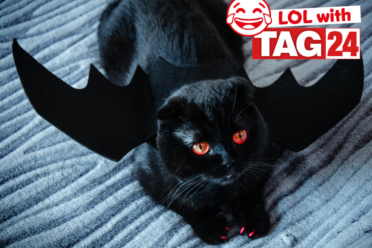 Joke of the Night for October 17, 2026: A batty cat for a Halloween laugh!