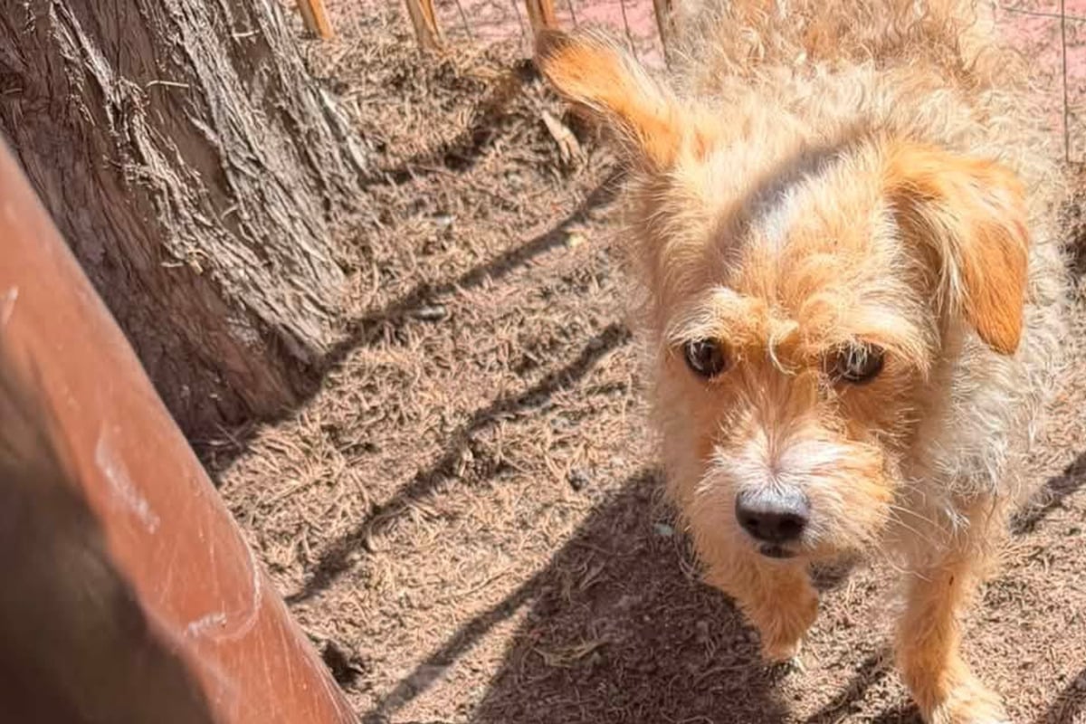 Sweet soul helps adorable abandoned dog: "He had almost everything he needed...except love"