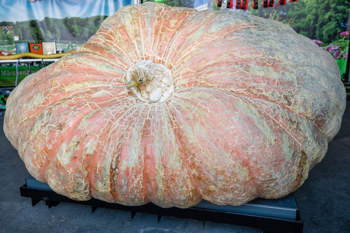 Rhode Island man claims world record with pumpkin weighing over 3,000 pounds: "Atonishing"