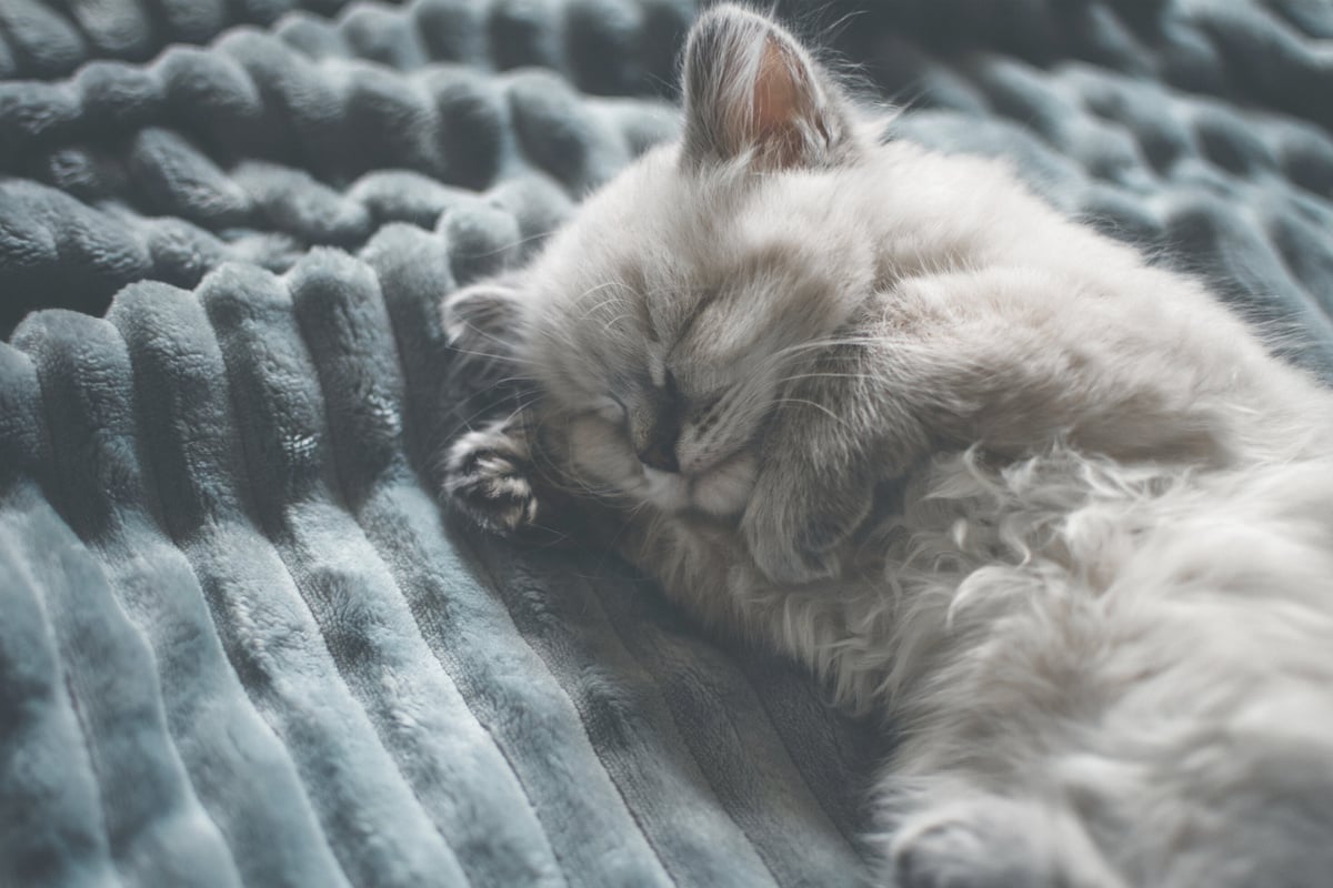 Why do cats purr? Everything you need to know