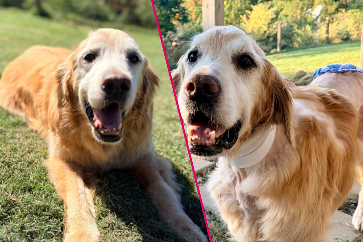 Senior golden retriever survives vicious coyote attack after 800-acre escape: "Keep healing"