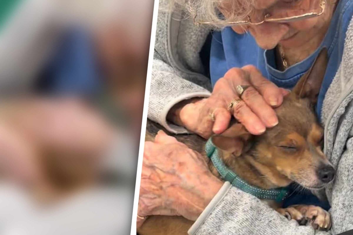 Rescue dog instantly "adopts" lonely 90-year-old woman in dire need of a friend