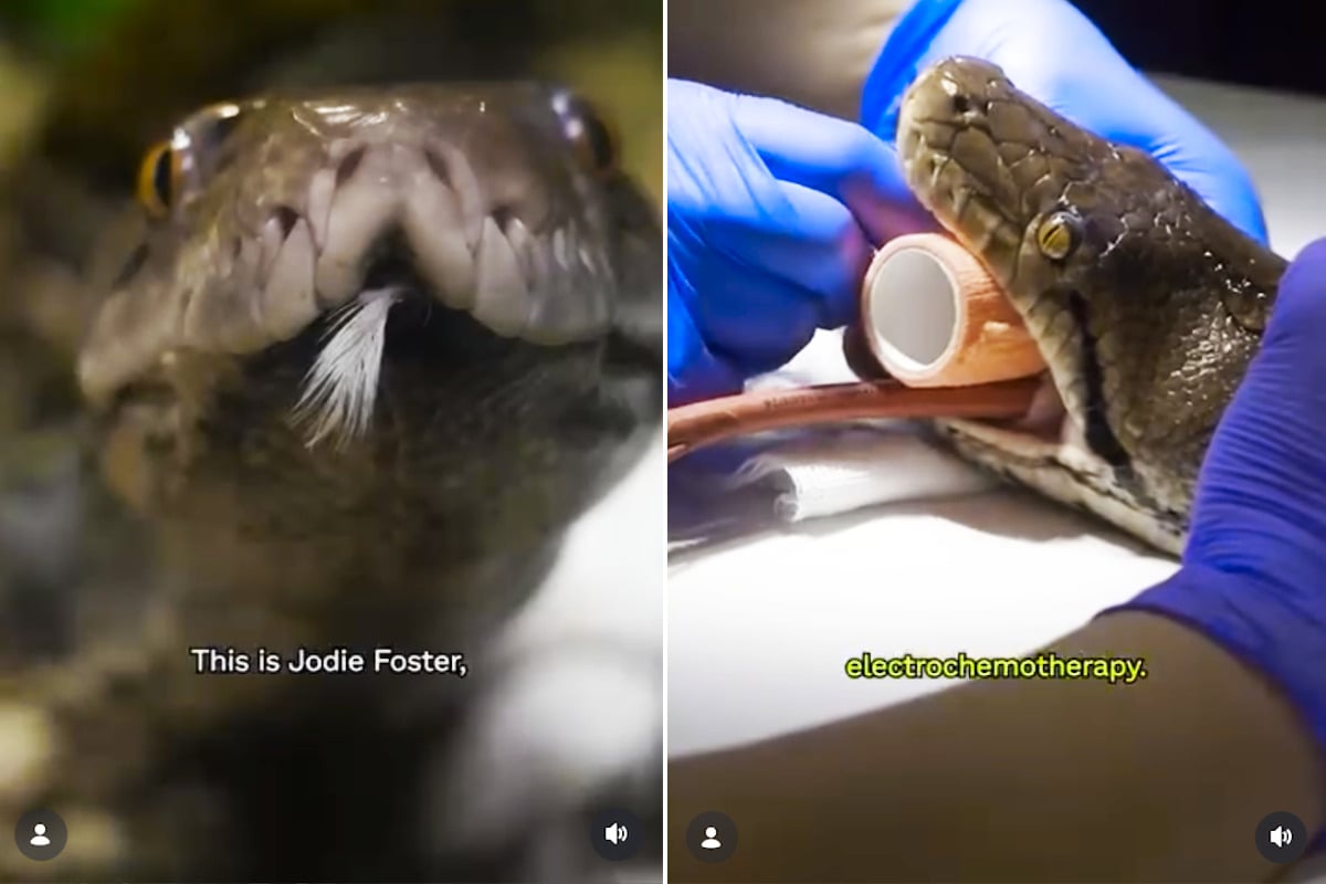 Python named Jodie Foster at UK zoo saved with pioneering cancer treatment