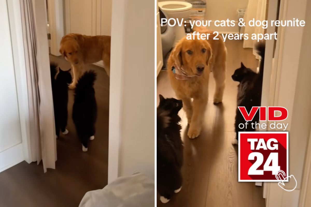 Viral Video of the Day for September 21, 2026: Golden Retriever reunites with cat siblings after two years apart