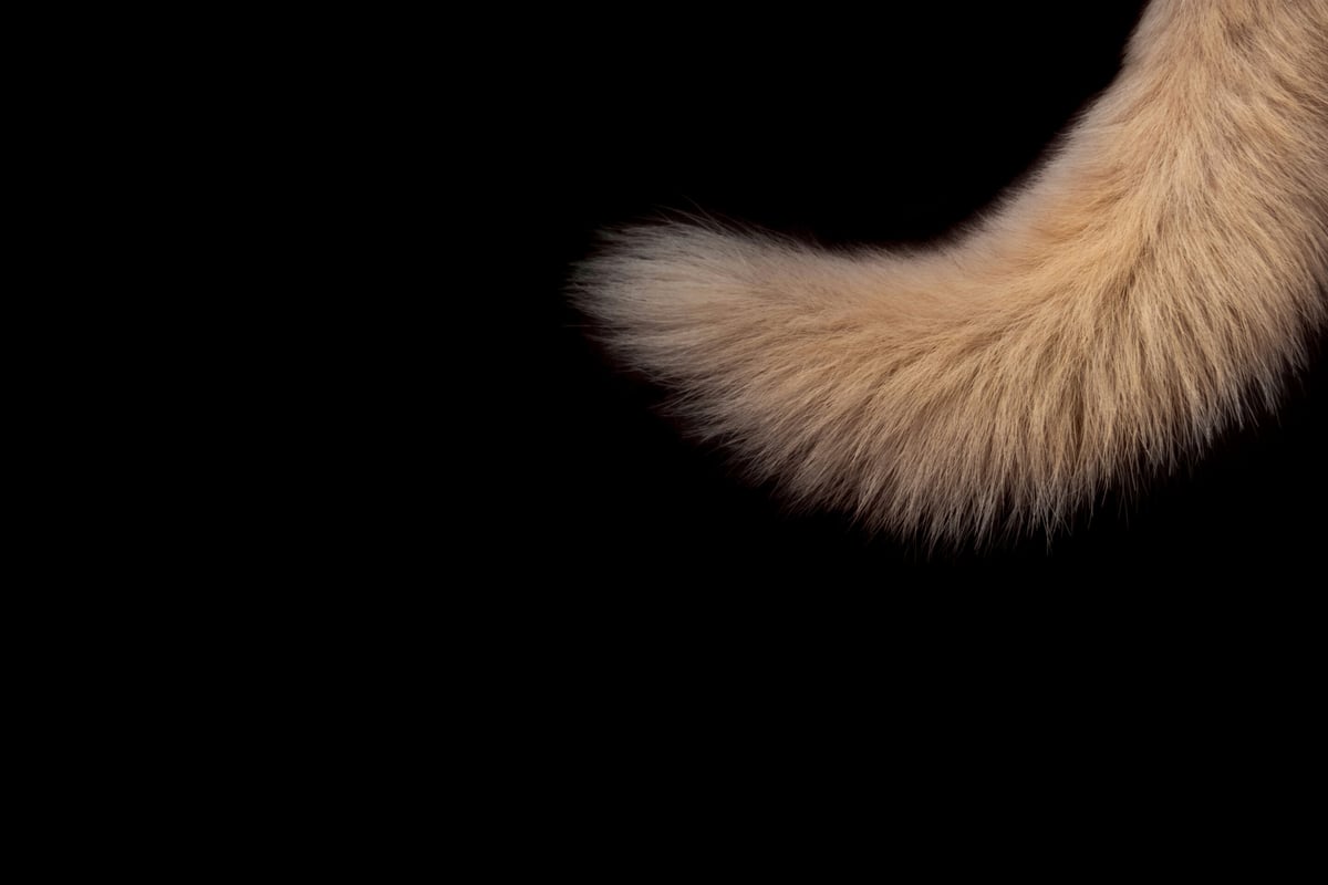 Why do dogs wag their tails?