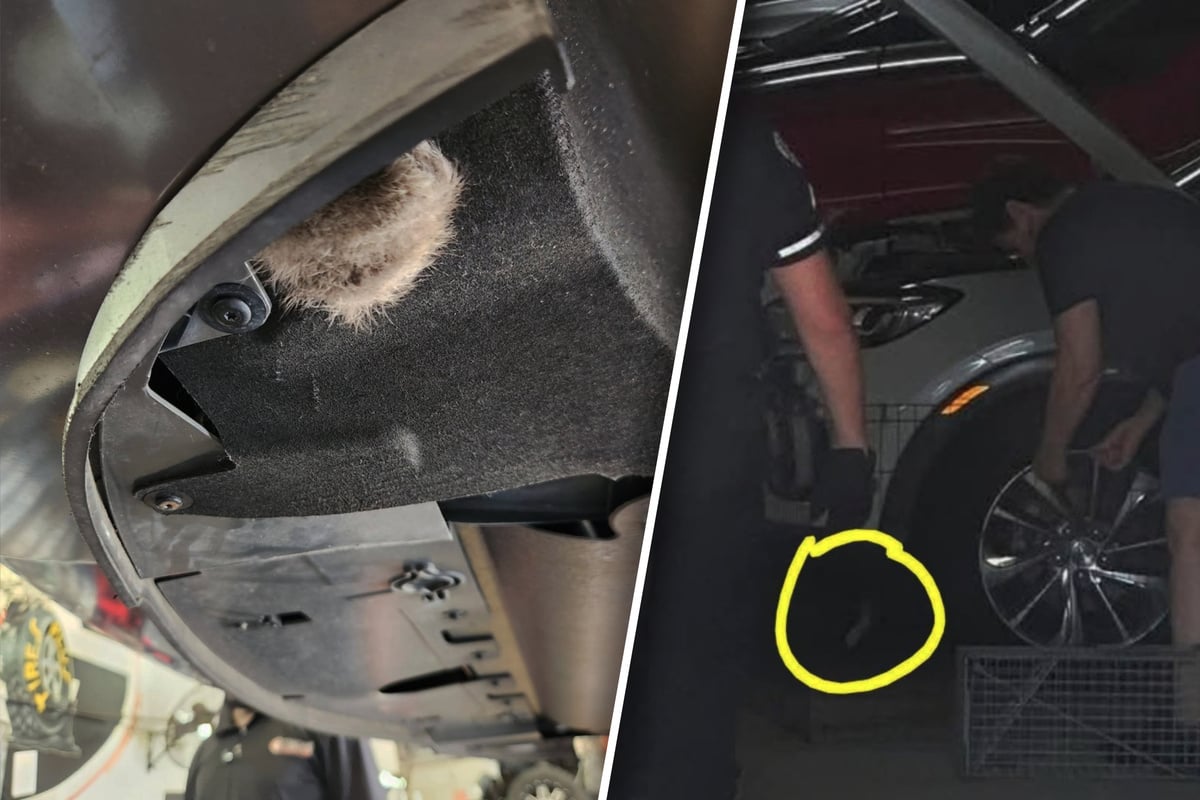 Georgia student drives over 700 miles and finds feline surprise in unlikely spot!