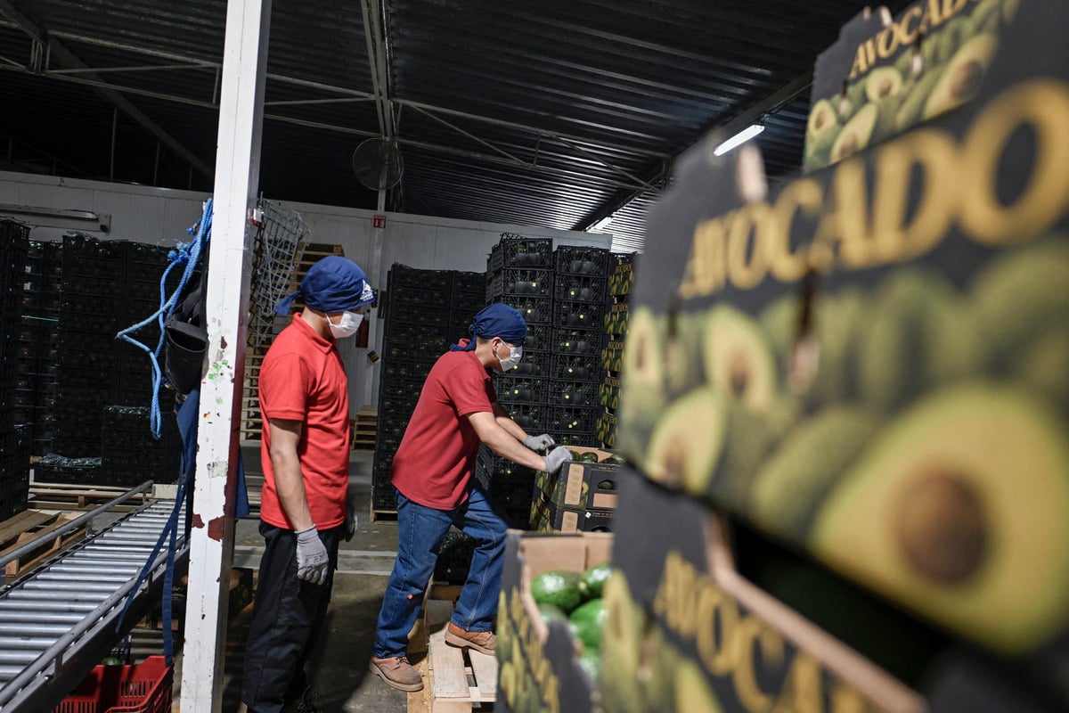 Mexico arrests 12 people over alleged avocado extortion after US suspended imports