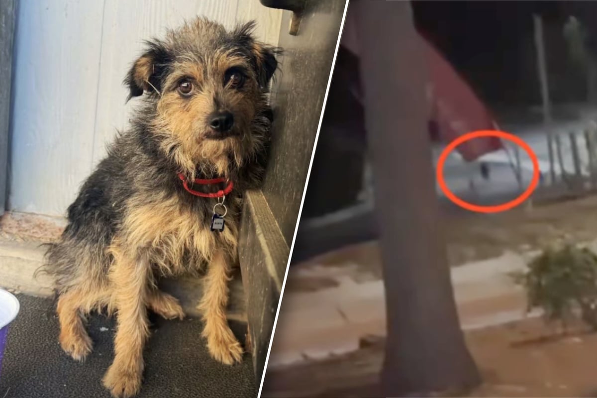 Tiny dog gets lost in California wilderness – and manages to survive for weeks!