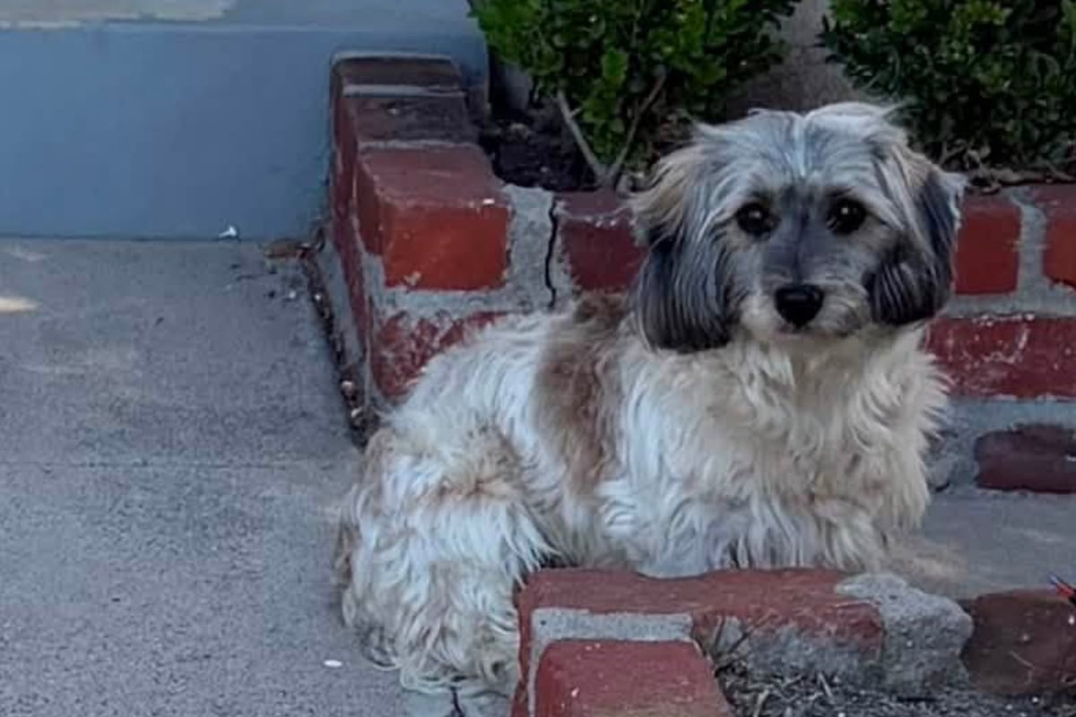 Dog finally saved after being left in scorching heat: "You never deserved to be out there"