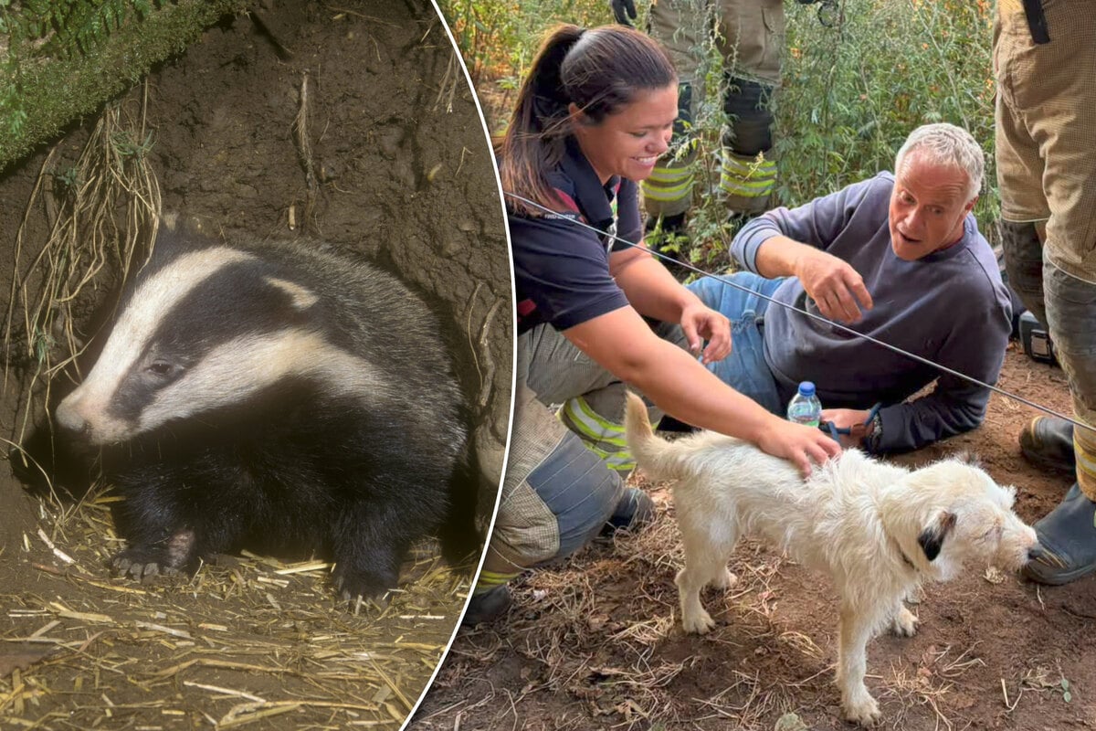 Dog is lost in a badger tunnel system for two days – his reaction to rescuers is priceless