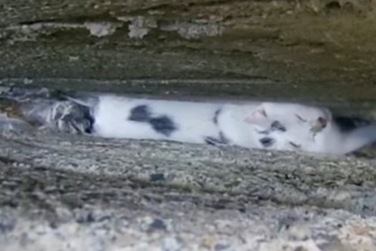 Cat stuck between two walls escapes with just a few scratches: "There were some tricky moments"