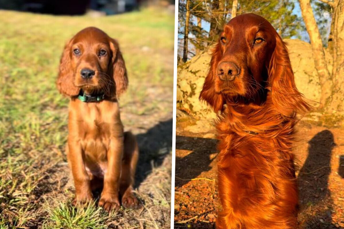 Puppy's "majestic" glow-up goes totally viral: "Prettier than 80% of humans"