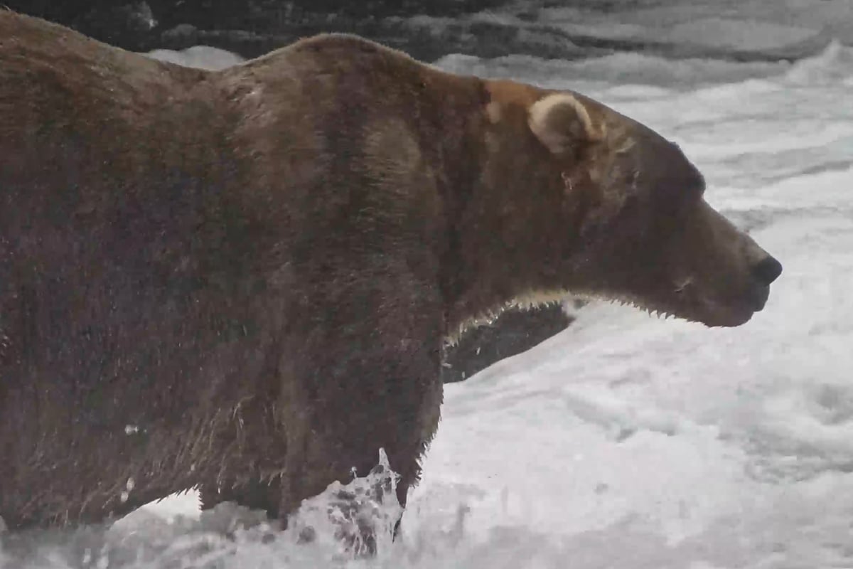 Fat Bear Week 2026 winner has been crowned: "We have a CHONKION!"
