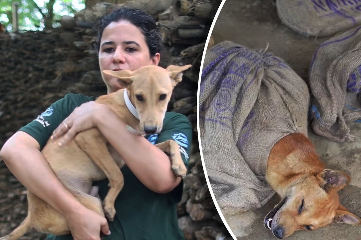 Dozens of kidnapped dogs rescued from illegal meat trade – can they find loving homes at last?