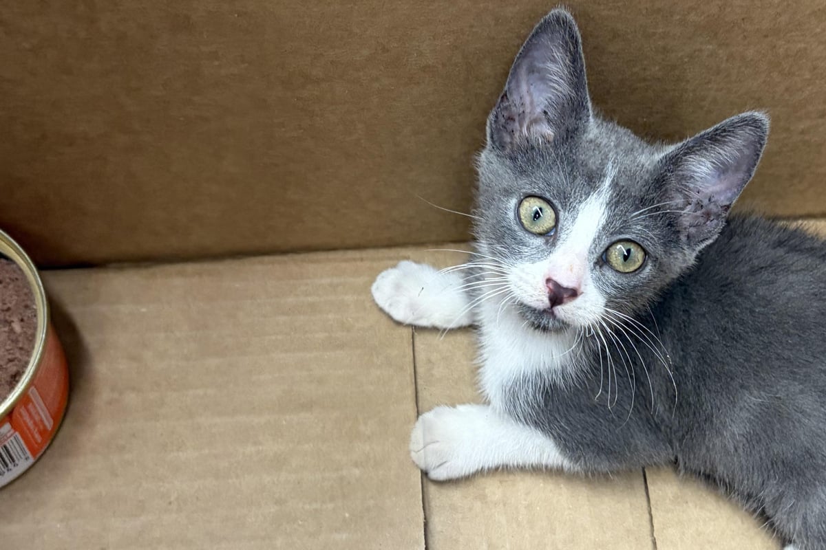 Kitten struggling from heat exhaustion finds an unlikely rescuer!