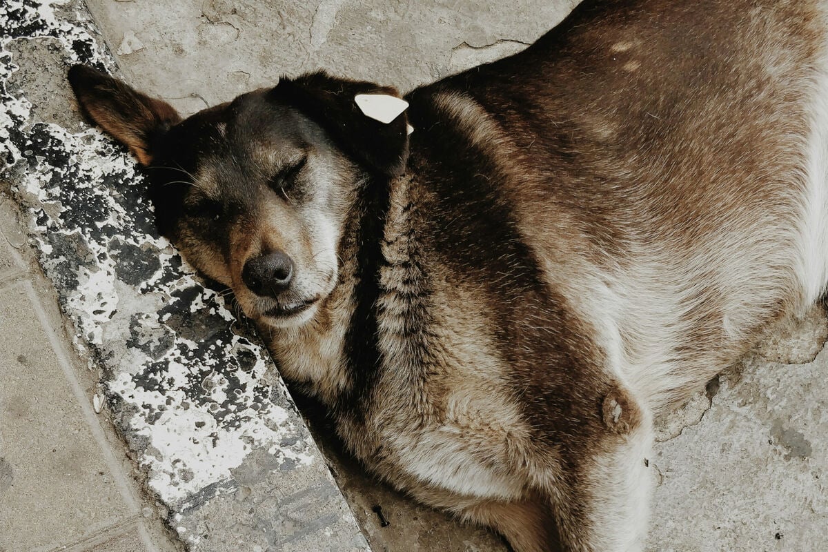 Top 10 lowest energy dog breeds
