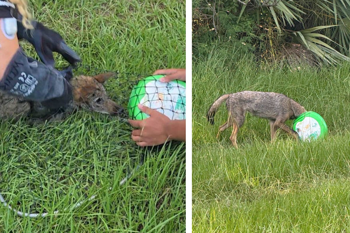 Coyote pup almost suffocates after getting head stuck in plastic container: "Not all sad stories end sadly"