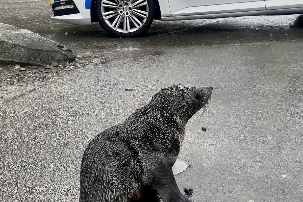 New Zealand police help adorable, confused seal pup cross the road